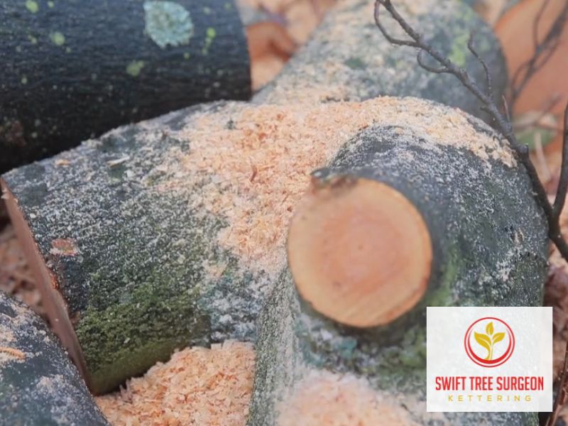 Tree Surgeon Kettering Northamptonshire