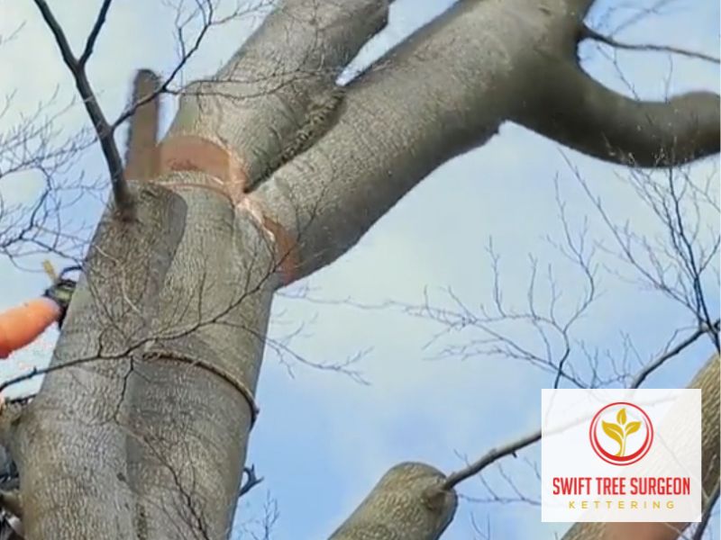 Tree Surgeon NN16 Kettering