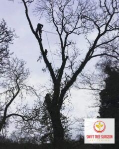 Tree Surgery Emergency Kettering
