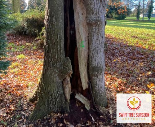 Tree Survey Kettering