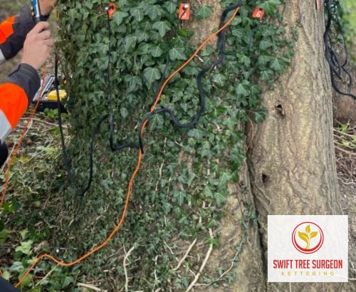 Tree Survey Kettering NN16