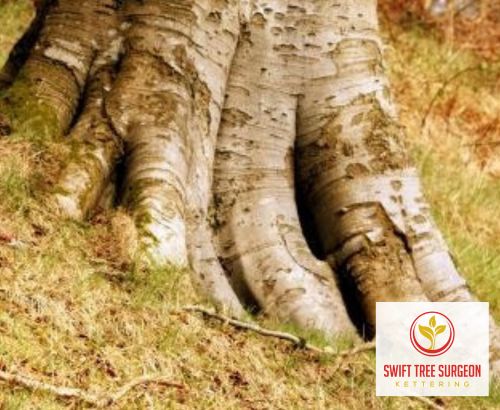 Tree Survey Kettering Northamptonshire