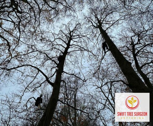 Tree Survey NN16 Kettering